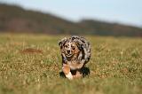 BERGER AUSTRALIEN PUPPIES 752